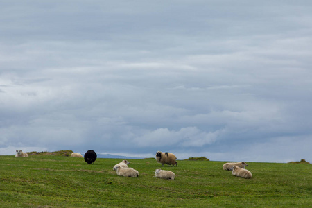 冰岛绿色牧场上的一只公羊和一只羊。 美丽的夏季景观，家畜