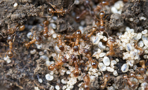 蚁穴上有白蛋的红蚂蚁
