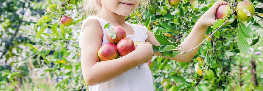 带着苹果的孩子。 选择性聚焦。 花园食品