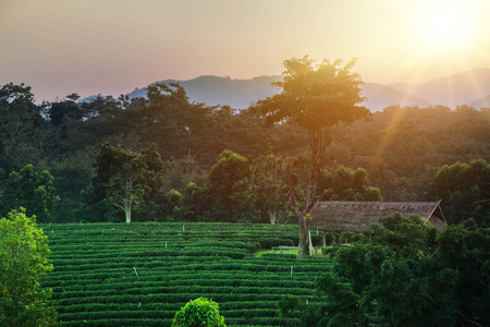 绿茶园景，日落山地