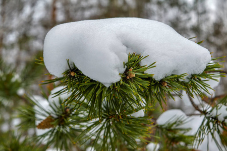 冬季和圣诞节背景。覆盖着霜雪的松树枝的特写照片。