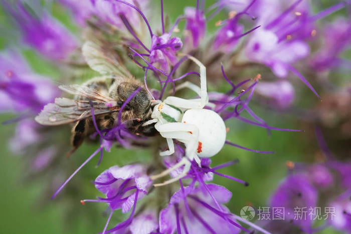 白蟹蜘蛛在紫花上吃蜜蜂misutnenavatia
