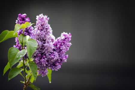 丁香花春花背景.