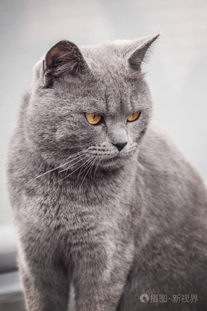 特写坐灰色英国短毛猫他很不讨人喜欢
