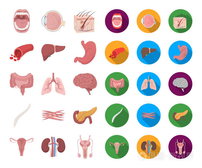 人体内器官的卡通, 平面图标在集合中进行设计.