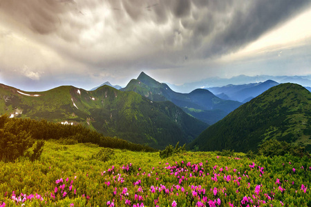 美丽的景色，粉红色杜鹃花盛开在山坡上，雾山，绿草如茵，喀尔巴阡山，远处有戏剧性的云彩。 自然概念的美。