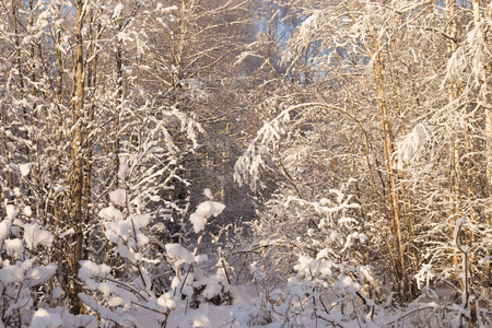 美丽的冬季景观在雪公园