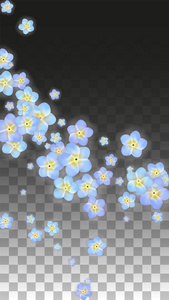 矢量逼真的蓝色花落在透明的背景。春天浪漫的花插图。飞行的花瓣。樱花水疗设计。开花的康彩提。婚礼装饰的设计元素