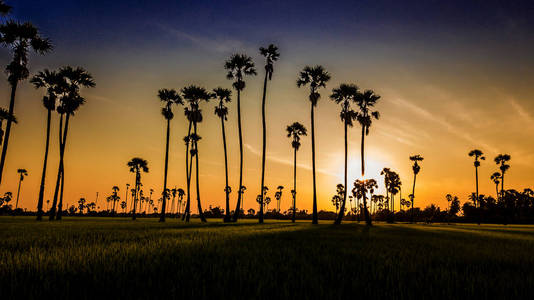 景观糖棕榈树和稻田。