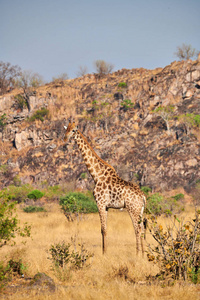 长颈鹿长颈鹿站在非洲大草原上环顾四周。