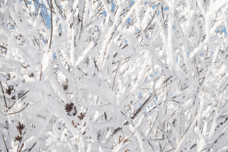 冬天的树枝在晴天覆盖着雪和霜。 冰冻的树枝。 神奇的白色背景。