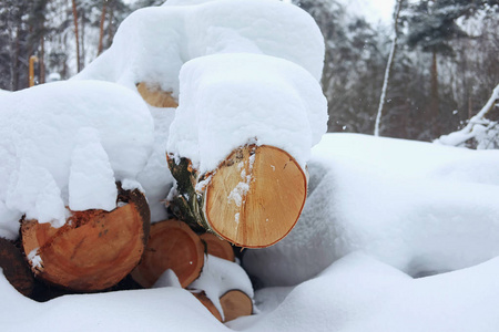 在冬天的森林里，一堆被砍伐的树木在雪地下