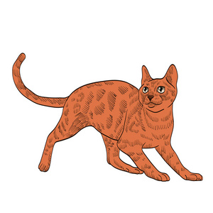 血统异国情调的橙色猫