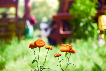 在Bokeh背景上关闭永恒的花或稻草花。