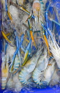 对虾生蓝虾的特写斯里兰卡或锡兰蓝鹊 (urocissa 蛙)