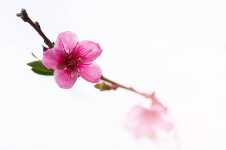 花果树生动的花背