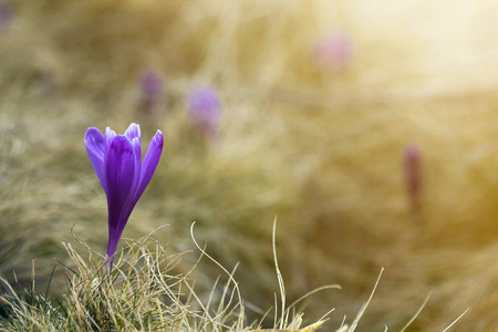 在明亮的春天早晨，在模糊的阳光明媚的金色背景下，在喀尔巴阡山上盛开的美丽的第一朵春花紫罗兰番红花。 保护自然概念。