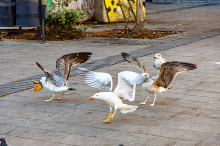 海鸥在城市的人行道上散步