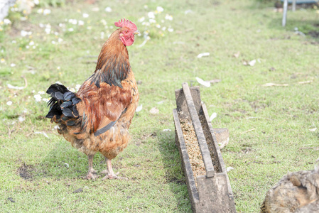 美丽的红色公鸡站在饲料旁边的饲料在院子里的绿色草地上的夏天
