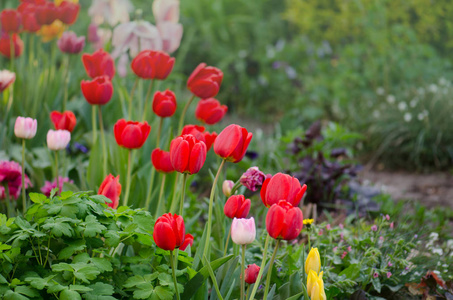 花园背景上的红色郁金香。 五颜六色的红色郁金香