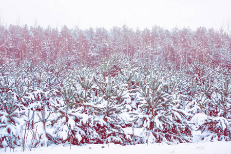 冰冻的冬季森林与雪覆盖了树