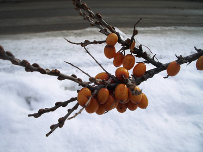 沙棘刷子挂在冬天的雪背景上