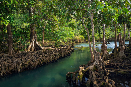 泰国国家公园红树林Krabi溪雨林雨季