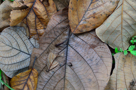 树叶在地面纹理为您的秋季项目或植物学出版物。