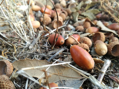 森林里的果实橡子掉在地上. 西班牙森林中典型的秋天场景.