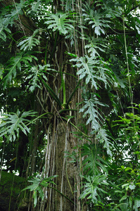 热带树木为您的自然项目或植物学出版物。