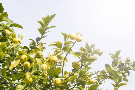 成熟的柠檬水果在阳光下的家庭花园的一棵树上。西班牙北部冬季