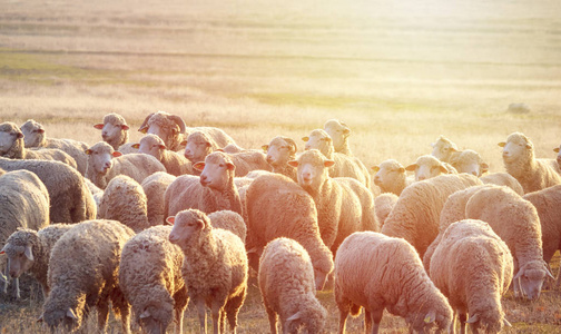 日落时分一群羊