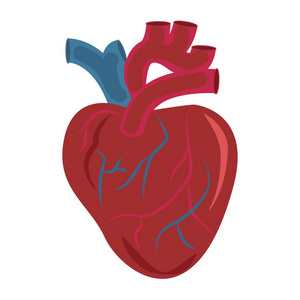 人类的心脏。器官设计图标医学载体