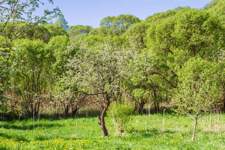 在晴朗的日子里，一棵低弯的树在春天的森林里绽放