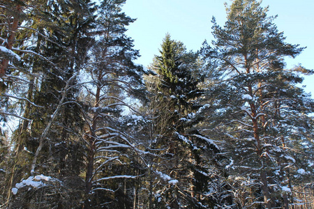 树木在寒冷阳光明媚的日子里下雪的冬天。树木景观与寒冷，雪的冬天。阳光照在树上。美丽的大自然。很多雪
