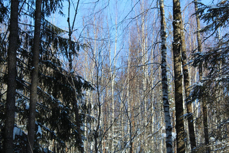 树木在寒冷阳光明媚的日子里下雪的冬天。树木景观与寒冷，雪的冬天。阳光照在树上。美丽的大自然。很多雪