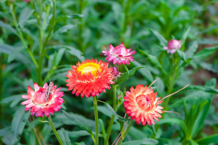 蚱蜢栖息在花园里的粉红色稻草花上。 图像