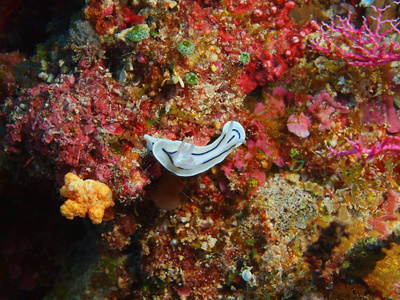 印尼北部苏拉威西布纳肯岛海域的神奇而神秘的水下世界