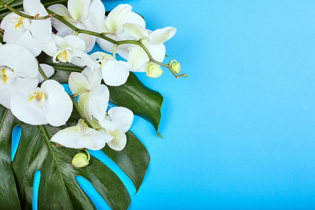 蓝色背景的白色兰花在蓝色背景的热带白色兰花的花背景。复制空间