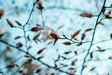 玉兰花开花背景图片