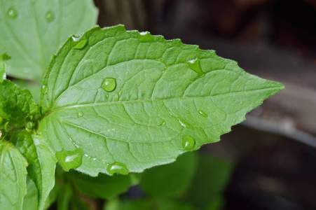 绿叶照片为您的生物学项目或植物学出版物。