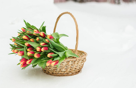 3月8日冬春节雪篮中的郁金香花束