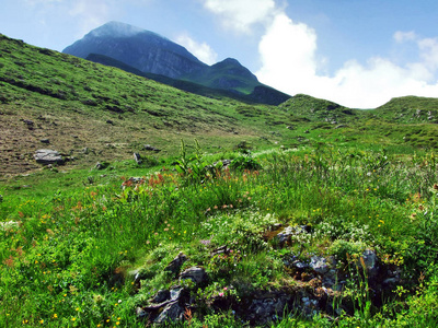 瑞士圣加仑阿尔维耶山区山区和山坡上的季节性山地牧场