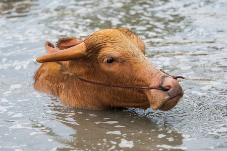 白化水牛在池塘里玩耍和游泳