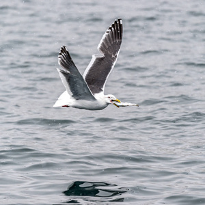 日本北海道Shiretoko附近的鲁苏附近的掠食海鸥。