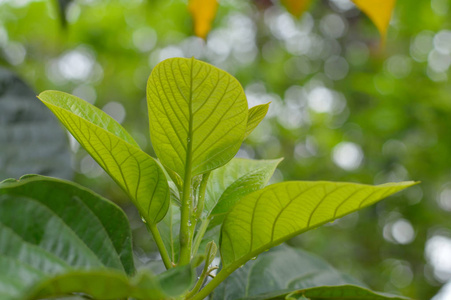 新鲜绿叶为您的自然项目或植物学出版物。