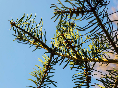 在阳光明媚的日子里，用一根新鲜的绿色云杉树枝紧贴着蓝天。 针叶树的分支。 圣诞节和新年主题。