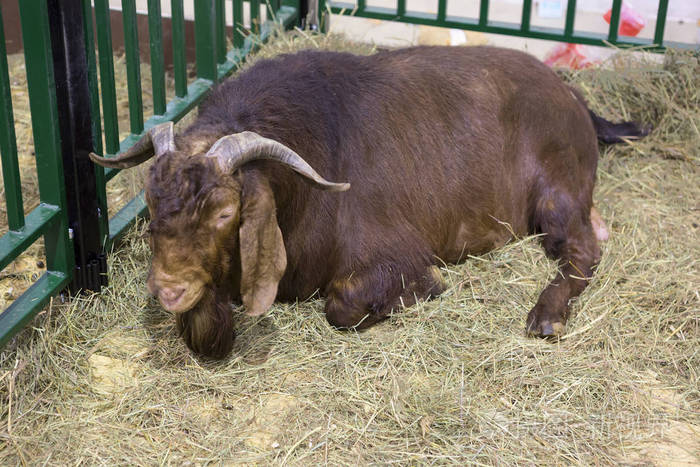 山羊雄性卡拉哈里红色品种卡拉哈里红山羊是一种原产于南非的肉种动物