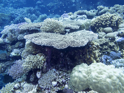 热带海底多彩珊瑚礁硬珊瑚盘珊瑚水下景观