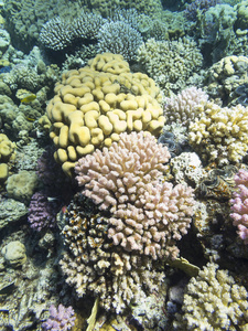 热带海底五颜六色的珊瑚礁硬珊瑚Acropora水下景观